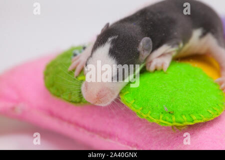 Das Konzept von Träumen. Die kleinen neugeborenen Maus ist süß schlafen. Ein Baby Ratte liegt auf ein Spielzeug. Stockfoto