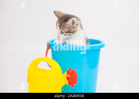 Das Kätzchen sitzt in einem Eimer. Lustige Haustiere. Süße Katze mit Spielzeug. Tiere hautnah. Stockfoto