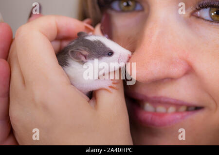 Ein Mädchen lächelt und hält eine Maus in den Händen. Porträt einer schönen Frau mit einer Ratte in den Händen. Home dekorative Nagetiere. Stockfoto