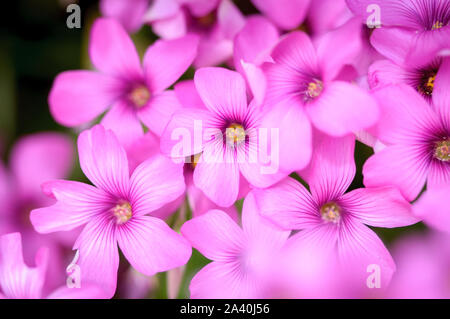 Schöne rosa Garten Blumen mit unscharfen Hintergrund Stockfoto
