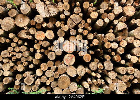 Stapel von Holz Holz gestapelt für die Trocknung in der Woodpile auf der grünen Wiese Stockfoto