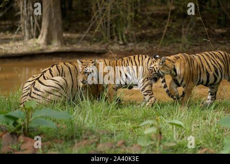 Maya Tigerin jungen Geschwister in der Monsun an Tadoba Wald, Indien. Stockfoto