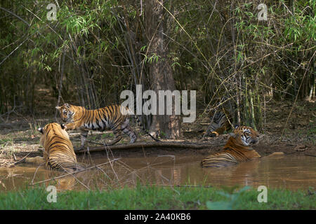 Maya Tigerin und matkasur männliche Tiger Vater mit jungen Abkühlung im Monsun, Tadoba Wald, Indien. Stockfoto