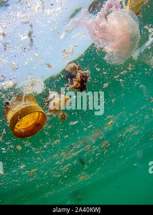 Bonassola (SP)-Mare sporco e invaso da meduse Stockfoto