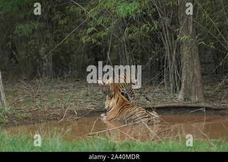 Matkasur Männliche Tiger Abkühlung mit seiner Cub in Monsun, Tadoba Wald, Indien. Stockfoto