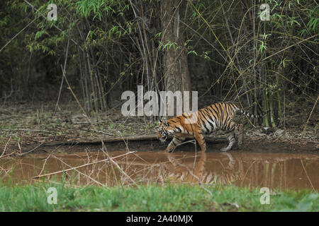 Maya Tigerin Cub in der Monsun an Tadoba Wald, Indien. Stockfoto