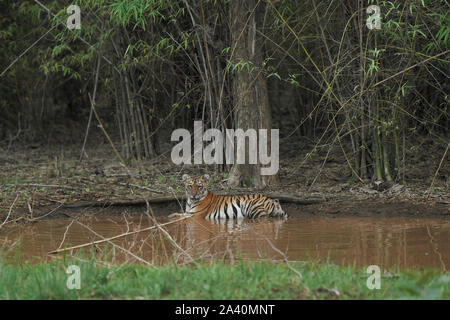 Maya Tigerin Cub in der Monsun an Tadoba Wald, Indien. Stockfoto