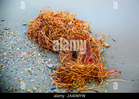 Bunte Seegras am Strand Stockfoto