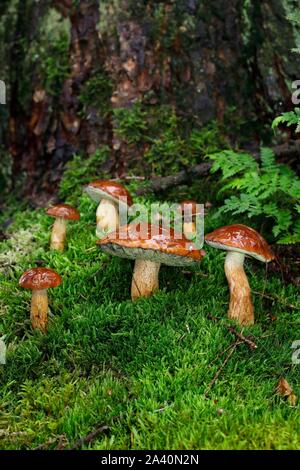 Bucht boletes (Boletus badius), Pilz im Moos, Schleswig-Holstein, Deutschland Stockfoto