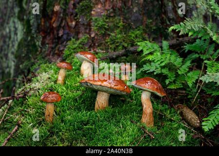 Bucht boletes (Boletus badius), Pilz im Moos, Schleswig-Holstein, Deutschland Stockfoto