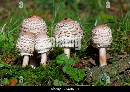 Safran-schirmpilz (Chlorophyllum rachodes), Pilz Gruppe in Jugend Bühne, Schleswig-Holstein, Deutschland Stockfoto