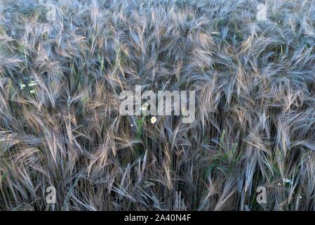 Reife Gerste (Hordeum vulgare), Ähren auf dem Feld, Bayern, Deutschland Stockfoto