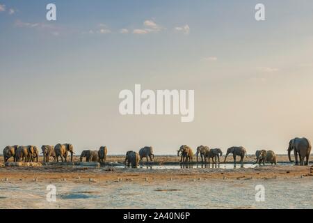 Afrikanische Elefanten (Loxodonta africana) an einer Wasserstelle, Herde, Nxai Pan National Park, Ngamiland, Botswana Stockfoto