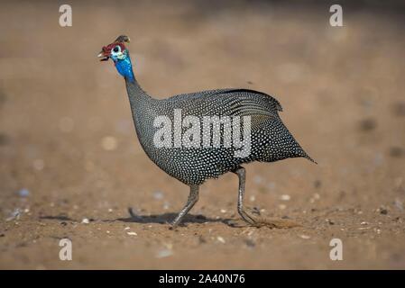 Behelmte guineafowl (Numida meleagris), laufen, Nxai Pan National Park, Ngamiland, Botswana Stockfoto