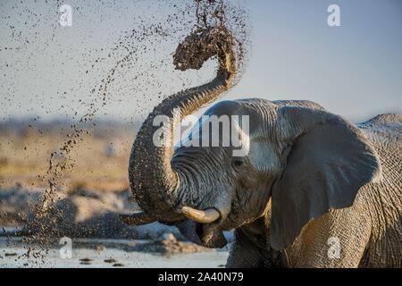 Afrikanischer Elefant (Loxodonta africana) spritzenden Schlamm an einem Wasserloch, Tier Portrait, Nxai Pan National Park, Ngamiland, Botswana Stockfoto