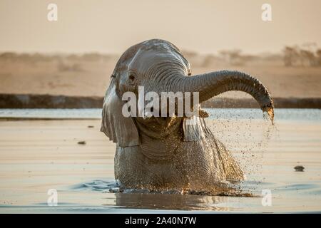 Afrikanischer Elefant (Loxodonta africana) Baden in einem Wasserloch, Nxai Pan National Park, Ngamiland, Botswana Stockfoto