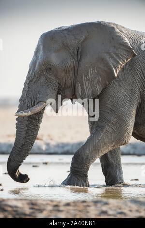 Afrikanischer Elefant (Loxodonta africana) an einer Wasserstelle, Nxai Pan National Park, Ngamiland, Botswana Stockfoto