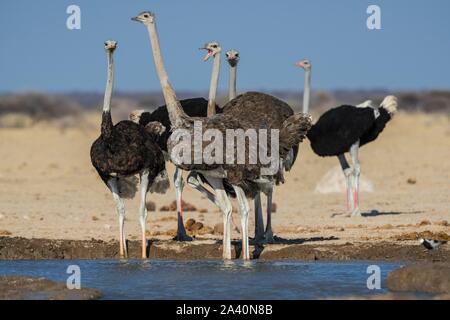 Gemeinsame Strauße (Struthio camelus), eine Gruppe von Tieren am Wasserloch, Nxai Pan National Park, Ngamiland, Botswana Stockfoto