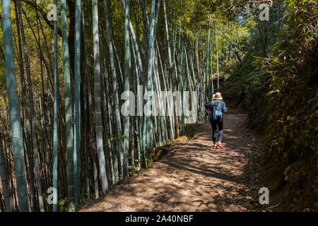 Weibliche Wanderer auf ihrem Weg durch die hohe Bambuswald, nakasendo Street, Kiso Tal, Japan Stockfoto