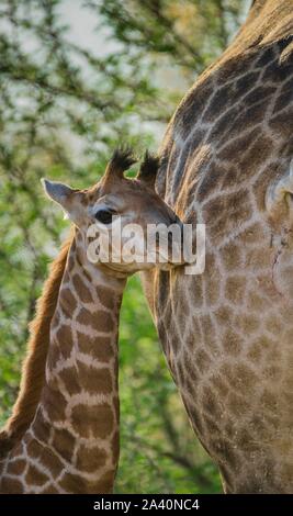 Angolanischen Giraffe (Giraffa Camelopardalis angolensis), junge Tier sanft gegen die Mutter lehnt, Moremi Wildlife Reserve, Ngamiland, Botswana Stockfoto