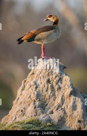 Nilgans (Alopochen aegyptiacus) stehend auf einem Termitenhügel, Moremi Wildlife Reserve, Ngamiland, Botswana Stockfoto