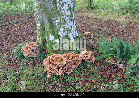 Meripilus giganteus Meripilus giganteus ist ein polypore Pilz in der Familie Meripilaceae. Stockfoto
