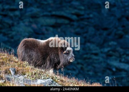 Moschusochsen (Ovibos moschatus), Weibliche stehen am Hang, dovrefjell-sunndalsfjella Nationalpark, Norwegen Stockfoto