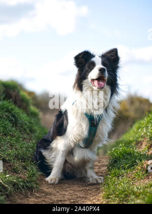 Pedigree Schwarz-Weiß Border Collie Hund konzentriert Junge sitzend Glücklich Stockfoto