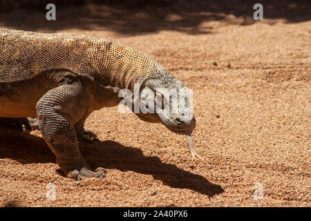 Schöne Komodo Drachen, befindet sich in einem entspannten Zustand Stockfoto