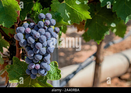 Weintraube anstehende Ernte in Spanisch Weinberg Stockfoto