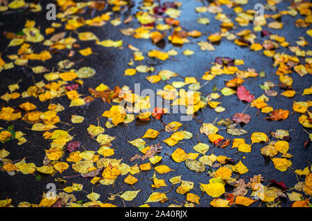 Birkenblätter auf nassem Asphalt - Herbst Tageslicht Hintergrund mit selektiver Schärfe und Unschärfe Stockfoto