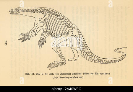 Wiederaufbau einer ausgestorbenen räuberischen Dinosaurier, Plateosaurus, späten Trias, basierend auf ein fossiles Skelett in Halberstadt gefunden. Abbildung von Wilhelm Bolsche das Leben der Urwelt, prähistorische Leben, Georg Dollheimer, Leipzig, 1932. Stockfoto