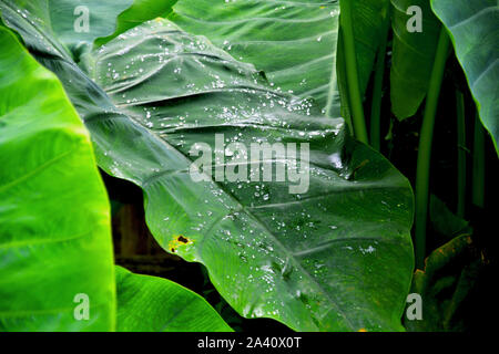 Nahaufnahme von Wassertropfen, Tau auf einer großen, grünen Blätter von Taro Colocasia esculenta Werk auch als und China Rose bekannt Stockfoto