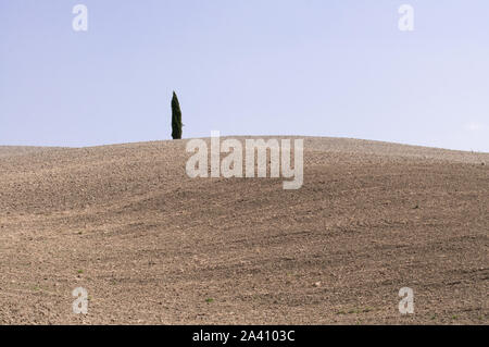 Typische helle Farben Landschaft in der Toskana eine isolierte Baum auf dem Hügel unter einem blauen Himmel. Himmel und Erde wahren Farben. Stockfoto