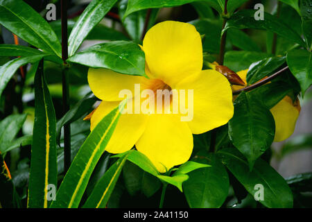 Nahaufnahme von mandevilla Sundaville Zolta BloomBells Gelb, Pflanzen mit gelben Blumen und grüne Blätter auch als Allamanda, indische Strauch bekannt Stockfoto