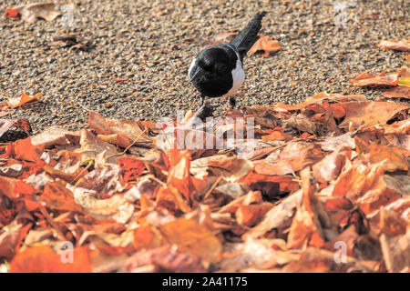 Schöne Eurasian magpie, europäischen, gemeinsamen magpie Magpie (Pica Pica) Vogel für Essen inmitten Haufen Laub im Regent's Park in London suchen Stockfoto