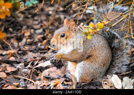 Eichhörnchen essen Eicheln in das Regent's Park in London Stockfoto