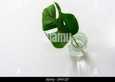 Monstera tropischen Blatt im Glas Vase auf hellgrauem Hintergrund. Minimalismus Stockfoto