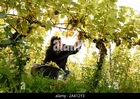 Wroxeter römischen Weinberg, Shropshire, England, UK. 11. Oktober 2019. Amanda Millington Ernte Madeleine Trauben auf ihrer Familie Weinberg direkt neben die Reste der alten römischen Stadt Wroxeter. Quelle: David Bagnall/Alamy leben Nachrichten Stockfoto