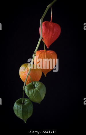 Physalis alkekengi Obst Schalen Stockfoto