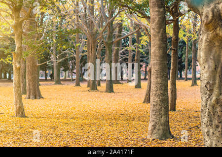 Schöne Herbstfarben der japanischen Ginkgo biloba Baum gelbe Blätter Hintergrund im Yoyogi Park in Japan Stockfoto