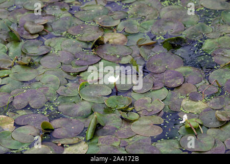 Frogbit auf der Pocklington Canal Stockfoto