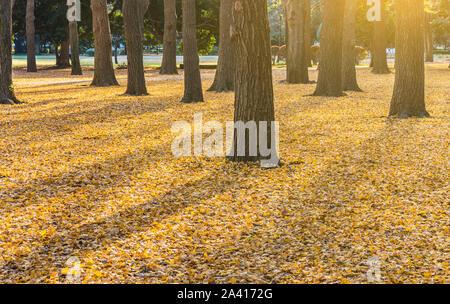 Schöne Herbstfarben der japanischen Ginkgo biloba Baum gelbe Blätter Hintergrund im Yoyogi Park in Japan Stockfoto