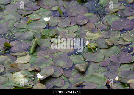 Frogbit auf der Pocklington Canal Stockfoto