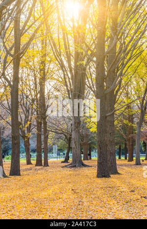 Schöne Herbstfarben der japanischen Ginkgo biloba Baum gelbe Blätter Hintergrund im Yoyogi Park in Japan Stockfoto