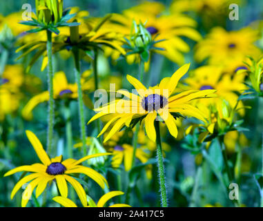 Rudbeckia Fulgida var deamii Stockfoto