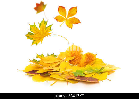 Blätter im Herbst fallen auf einen Haufen der herbstlichen Laub auf weißem Hintergrund mit schmalen Tiefenschärfe isoliert. Stockfoto