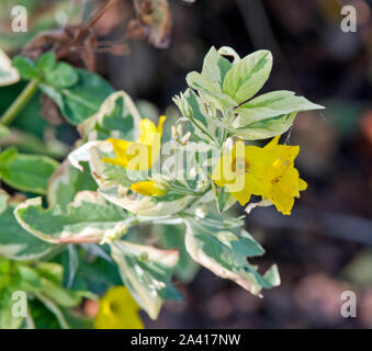 Lysimachia Trommler "Alexander" Stockfoto