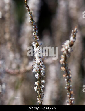 Persicaria Amplexicaulis "Alba" Stockfoto