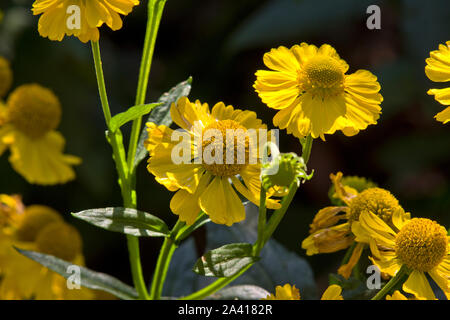 Helenium 'Kanaria' Stockfoto